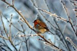 birds